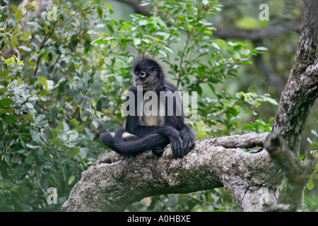 Singe araignée d'AMÉRIQUE CENTRALE OU GEOFFFROY Ateles geoffroyi S singe araignée Banque D'Images