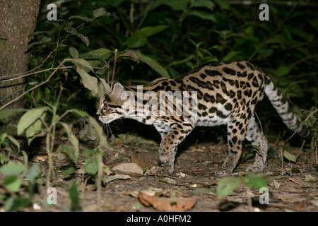 MARGAY Leopardus wiedii au Belize chat-tigre ou peu tiger Banque D'Images