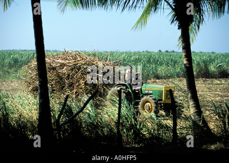 Plantation de sucre d'Appleton Banque D'Images