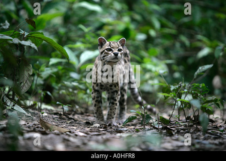 MARGAY Leopardus wiedii au Belize chat-tigre ou peu tiger Banque D'Images