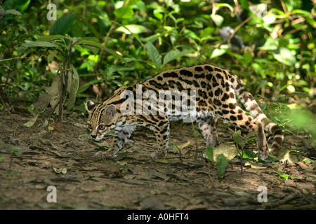 MARGAY Leopardus wiedii à Belize Banque D'Images