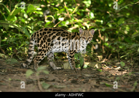 MARGAY Leopardus wiedii à Belize Banque D'Images