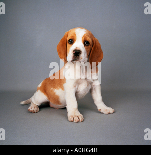 Chien Beagle puppy sitting Banque D'Images