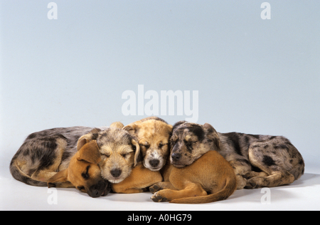 Quatre chiens de demi-sommeil - chiots - cut out Banque D'Images