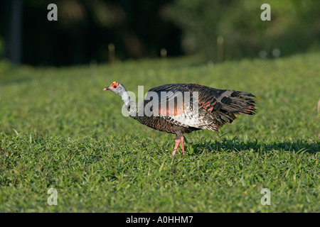 OCELLATED TURKEY Meleagris ocellata au Belize Banque D'Images