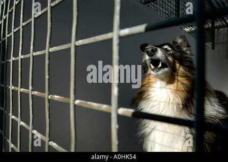 Un chien Colley barbu abandonnés dans un chenil à un centre de la RSPCA Banque D'Images