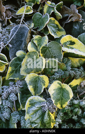 Puce dans le froid hivernal. Hedera colchica Dentata Variegata Banque D'Images