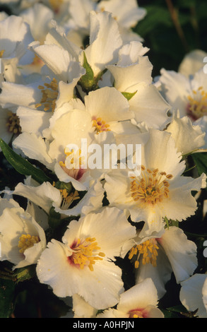 White Philadelphus Belle Etoile Banque D'Images