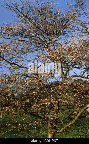 Ers. Wisley. Surrey. Prunus subhirtella 'Autumnalis Rosea' Banque D'Images