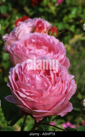 Rosa 'Constance Spry'. rose Rosier Anglais arbustif. Banque D'Images