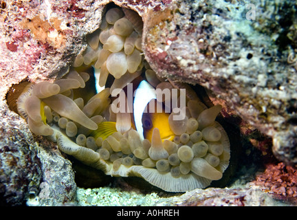 Une mer Rouge poissons clowns Amphiprion bicinctus est assis par son Anemone en Mer Rouge Egypte Photo par Adam Butler Banque D'Images