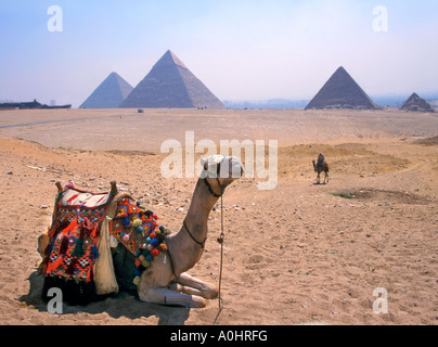 Séance de chameau par Khéops Khéphren pyramide Gizeh Egypte et Micerinus Banque D'Images