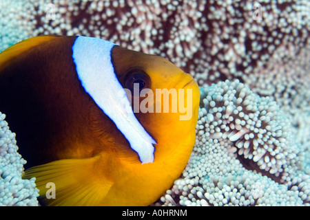 Une mer Rouge poissons clowns Amphiprion bicinctus est assis par son Anemone en Mer Rouge Egypte Photo par Adam Butler Banque D'Images