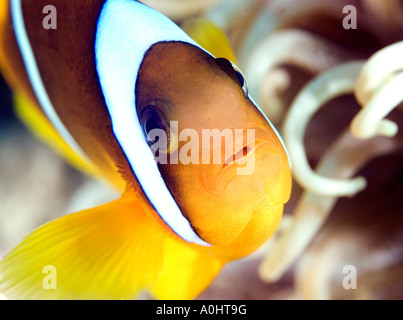 Une mer Rouge poissons clowns Amphiprion bicinctus est assis par son Anemone en Mer Rouge Egypte Photo par Adam Butler Banque D'Images