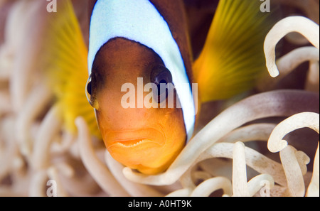 Une mer Rouge poissons clowns Amphiprion bicinctus est assis par son Anemone en Mer Rouge Egypte Photo par Adam Butler Banque D'Images