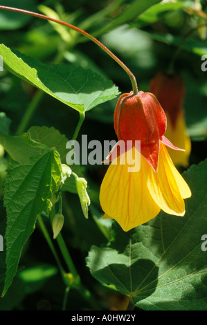 Abutilon 'Kentish Belle' Banque D'Images