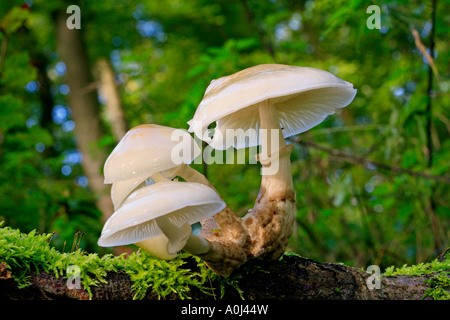 Oudemansiella mucida porcelaine (champignon) sur un tronc de hêtre mossed Banque D'Images