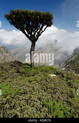 Sang du Dragon arbre dans le Haggir montagnes, l'île de Socotra, UNESCO World Heritage Site, Yémen Banque D'Images