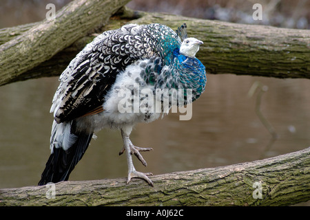 Les jeunes peacock assis sur un arbre Banque D'Images