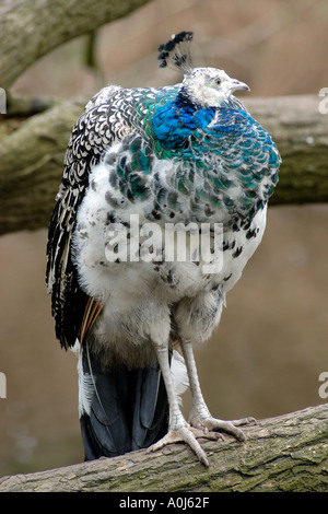 Les jeunes peacock assis sur un arbre Banque D'Images