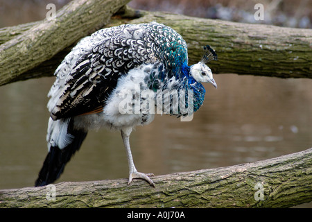 Les jeunes peacock assis sur un arbre Banque D'Images