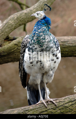 Les jeunes peacock assis sur un arbre Banque D'Images