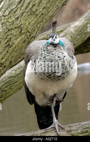 Les jeunes peacock assis sur un arbre Banque D'Images