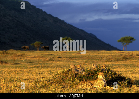 Afrique Kenya Masai Mara Guépard Acinonyx jubatas femelles adultes avec quatre jeunes Louveteaux se trouve dans l'herbe au coucher du soleil Banque D'Images