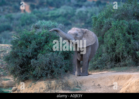 Afrique du Sud Addo Elephant NP Elephant Loxodonta africana se nourrit des branches d'acacia Banque D'Images