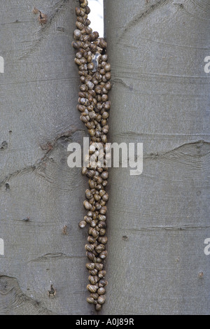Escargots Helix aspersa pendant l'hiver dans un grand groupe sur Un tronc d'arbre North Norfolk Banque D'Images