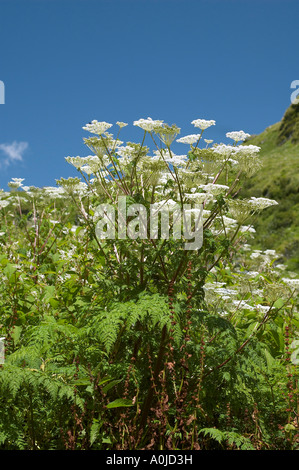 Fleurs de Montagne, tourné à la verticale, l'Uttaranchal, Inde Banque D'Images