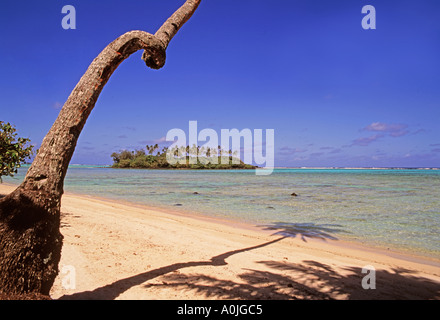 Pacifique Sud Îles Cook Rarotonga Muri Beach palm tree Banque D'Images