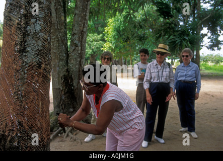 L'homme arbre à caoutchouc brésilien taraudage pour latex sur Terra Nova île le long du fleuve Amazone à l'est de ville de Manaus dans l'état d'Amazonas, Brésil, Amérique du Sud Banque D'Images