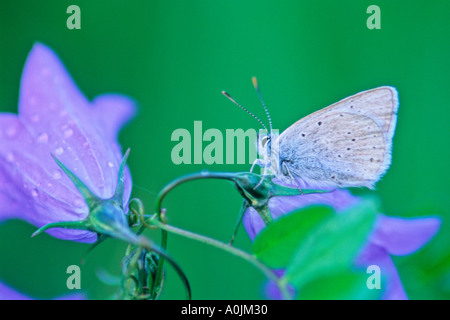 Papillon sur Blue Bells 2 Banque D'Images