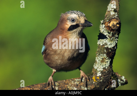 Jay Garrulus glandarius Banque D'Images