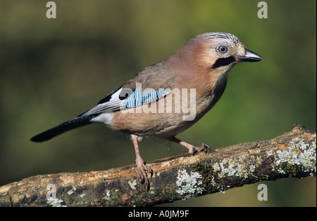 Jay Garrulus glandarius Banque D'Images