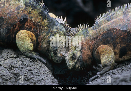 Iguanes marins Amblyrhynchus cristatus mertensi lutte contre les hommes Banque D'Images