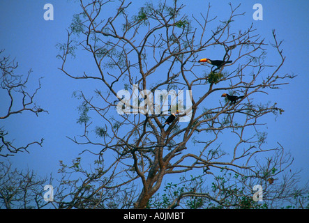 Toucan toco toco ramphastos, toucans, toco, perché dans l'arbre, caiman refuge écologique, Pantanal, Mato grosso do Sul, Brésil, Amérique du Sud Banque D'Images