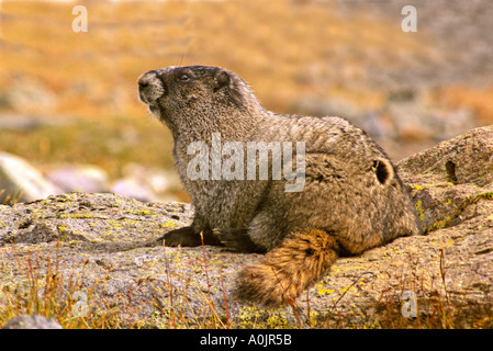 Marmotte des Rocheuses 4 Banque D'Images