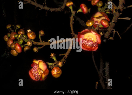 Cannonball tree, couroupita guianensis, fruits, fruits, jardin botanique, jardin botanique, Rio de Janeiro, Rio de Janeiro, Brésil, état de l'Amérique du Sud Banque D'Images