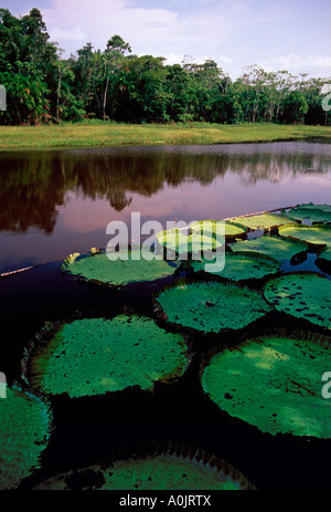 Amazon géant des nénuphars et de nénuphars sur le lac Janvier Janvier, Parc écologique du lac, près de ville de Manaus dans l'état d'Amazonas, Brésil, Amérique du Sud Banque D'Images