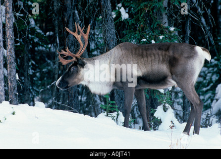 Le caribou des bois 3 Banque D'Images