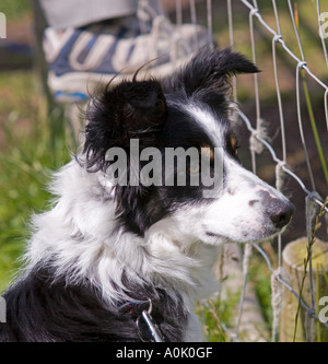 Le Chien de Berger, chien de berger en essais cliniques, Gairloch. Wester Ross, le nord de l'Ecosse Banque D'Images