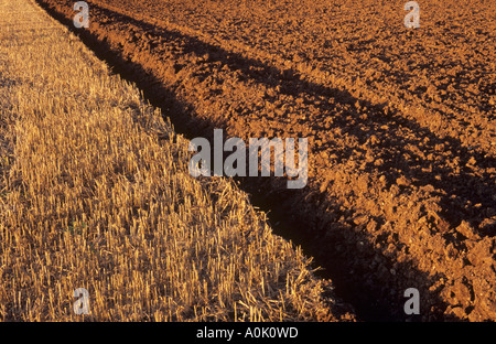 Détail d'un chaume de céréales qui a été partiellement sur le terrain labouré et travaillé avec le bon sol rougeoyant dans la lumière du soir Banque D'Images