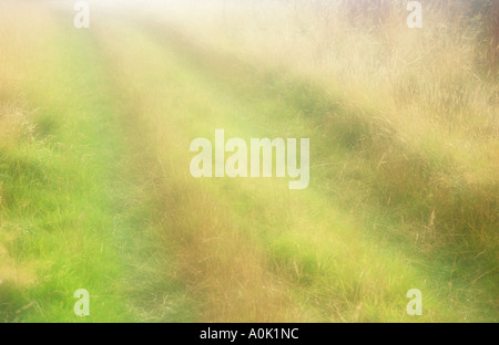 La voie de l'herbe verte fraîche atmosphérique fonctionnant entre deux verges d'herbes sèches dans un ciel voilé, distance d'or Banque D'Images