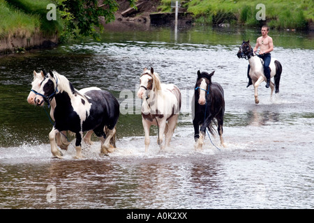 Quatre chevaux sont parqués dans une rivière par un homme sur un cheval Banque D'Images