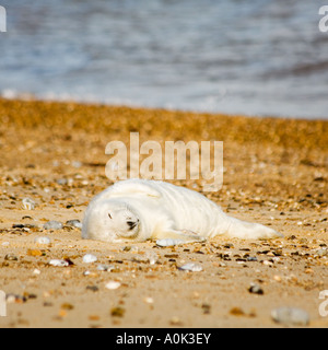 Un bébé phoque gris dormir sur la plage à Horsey dans le nord-est de l'Norfolk England UK Banque D'Images