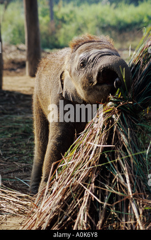 Bébé éléphant au centre de reproduction de l'éléphant, Chitwan NP Népal Banque D'Images