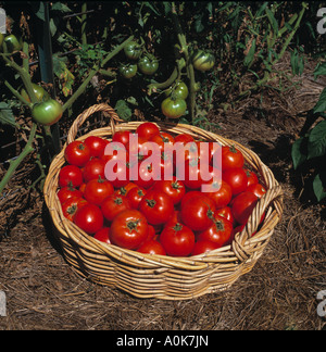 Panier de tomates fraîches cueillies dans un jardin avec des tomates vertes sur les plantes grimpantes Banque D'Images