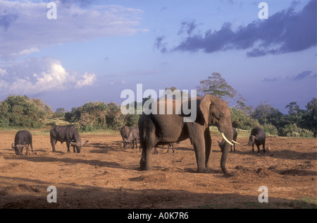 Éléphant et buffle à un bloc à lécher dans le Parc National des Aberdares Kenya Afrique de l'Est Banque D'Images